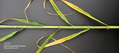 Stem